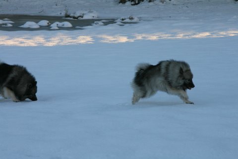 Rocky forsger med list... at fange Danja