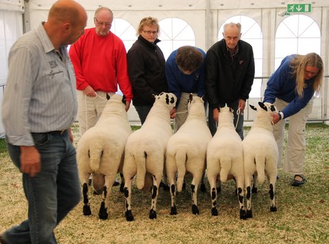 Aars Kerry Hill - skuets bedste afkomstsamling 2014