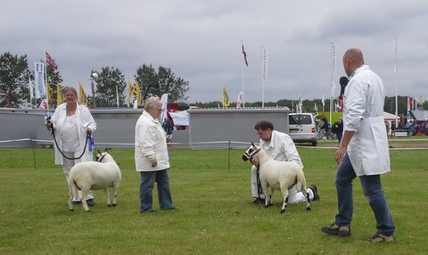 Bedmmelse i Herning 2013