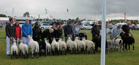 voksen mønstring 2016
