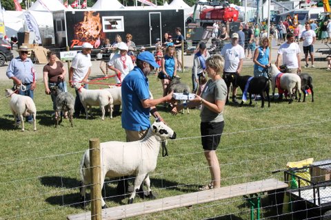 68977-00921 Engvang P 921 - bedst mønstrede får