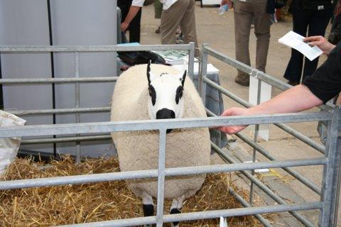 Vder p Sheep 2008