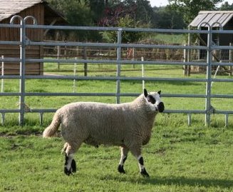 Vdder der er brugt til ilemning i Holland