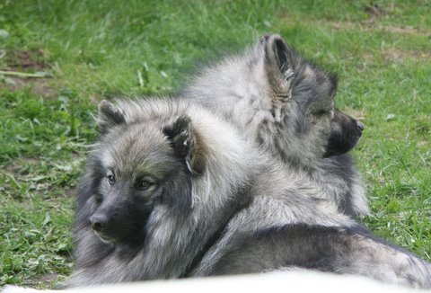 Rocky og Danja med et je p hver pote...