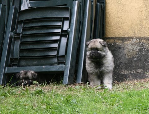 Luna og Gustav - 14. maj