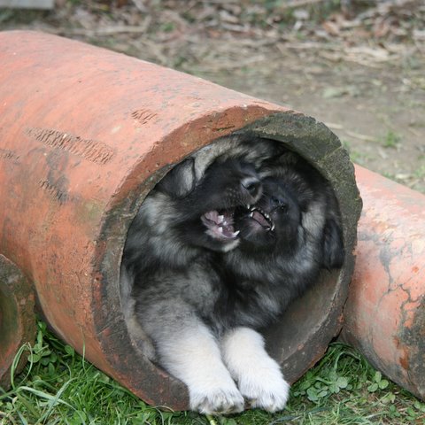 Gustav og Luna 'slogs' om pladsen...