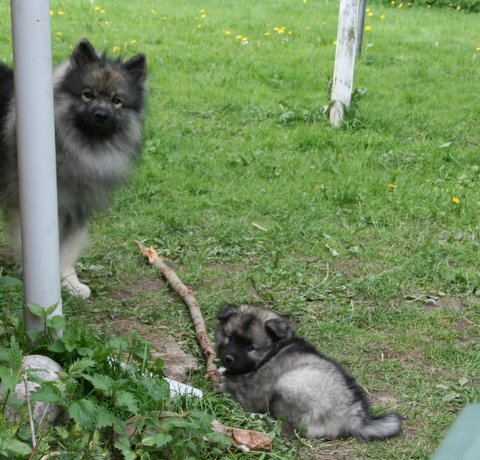 Men hun er p vej hen til Rocky