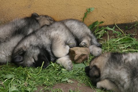 de andre sover trykt imens ....