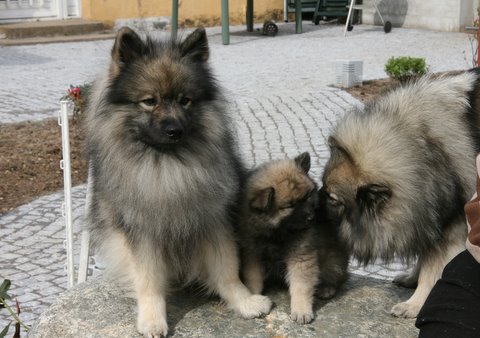 Rocky, Lutje og Danja