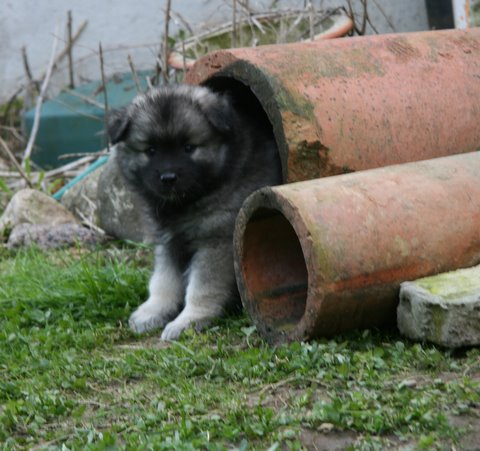 Luna fik rret helt for sig selv, men det vare ikke ved.... 11. maj