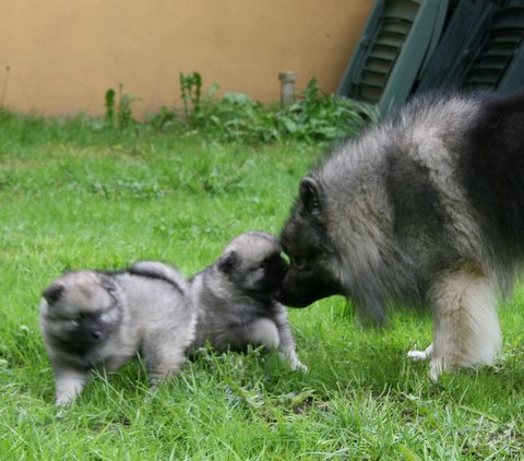 Rocky og han L kuld