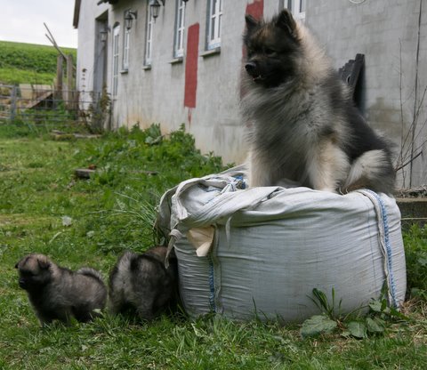 Rocky tnker, jeg tror jeg render ned til dem - 4. maj 2010