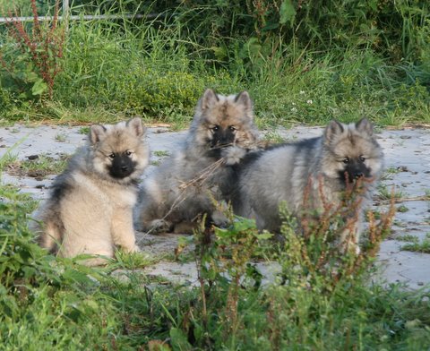 Minka, Joscha og Mischa tager en sidste tur rundt i haven....