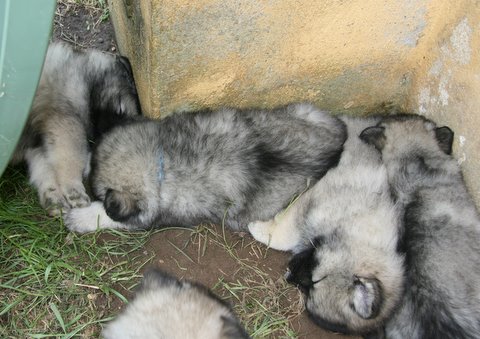 dag 42 - vi sover fortsat rigtig meget, nr vi alts ikke er igang med vild leg....