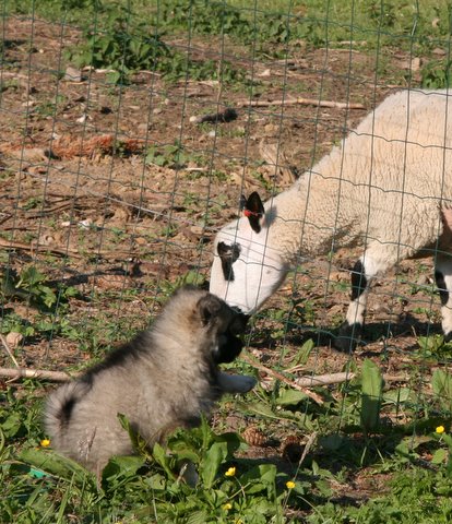 dag 48 - Mirka (nr. 6) er utrolig interesseret i frene... hun kan sidde og kigge p tem rigtig lnge