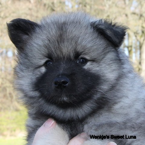 dag44 - Wenkje's Sweet Luna