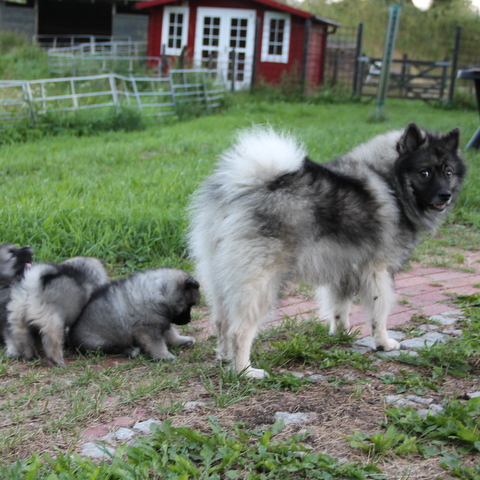 dag 39 leg - Moxie tnker - skal vi lege