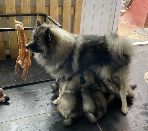 dag 41 morgenmælketår
