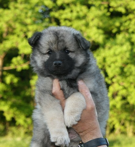 Oskar (nr. 7) den 31. maj 2013