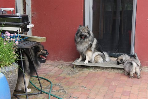 Spndende at rende omkring - Rocky ser til i hjrnet