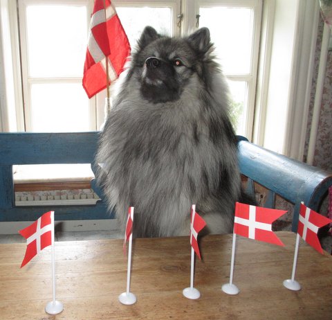 Balou nsker tillykke med flotte flag