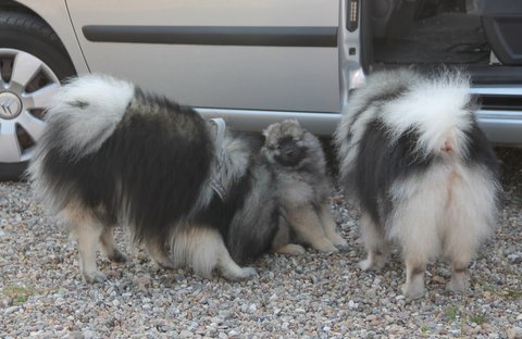 Josh med hundefamilie