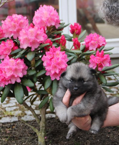 Dag 27 - var vi ude i forhaven, ved mrkelig blomst