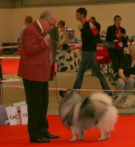 Junior Verdensvinder 2010 - Lyckovallen's Ansgar