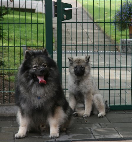 Rocky og Yoko von der Altern Nierstal