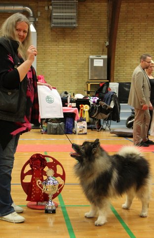 Rocky rets bedste Veteran 2019