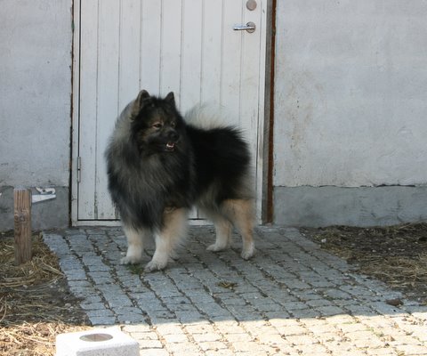 Rocky - 25. april 2011