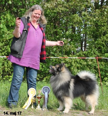 Rocky BIG2 spidshund i Neumnster 2017