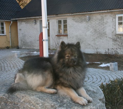 Rocky nyder det gode vejr - 6. marts 2011