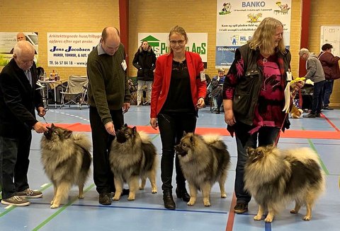 Kennel Wenkje - BIS3 opdrætsklasse 29. februar 2020