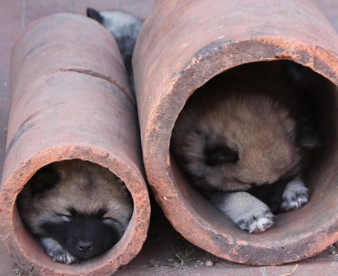 dag 48 vi sover