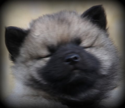 dag 49 Grøn