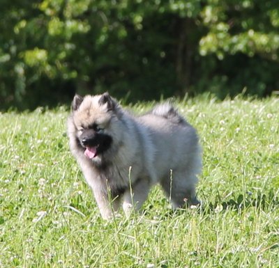 Silke på marken