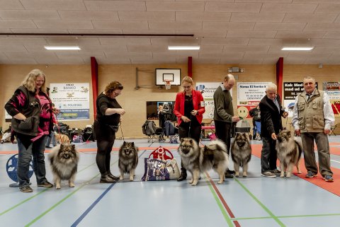 Avlsklasse efter Wenkje's Mischa - Strby  2020