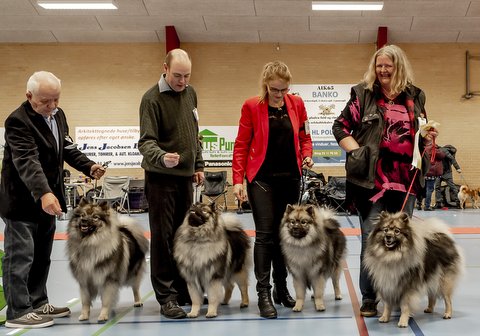 Kennel Wenkje - 3. bedste opdrtsklasse i Strby 2020