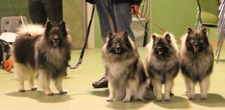 Rocky, Mischa, Quinie og Danja - december 2015