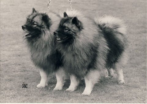 Flikje's Wenkje og Flikje's Waakje - vores 2 frste Keeshond