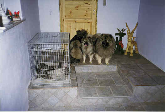 Bedlinton hvalpe og Keeshond p trappen