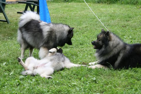 Lutje her sammen med Tia og Rocky