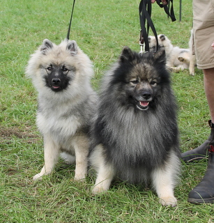 Rocky og hans sn Granie