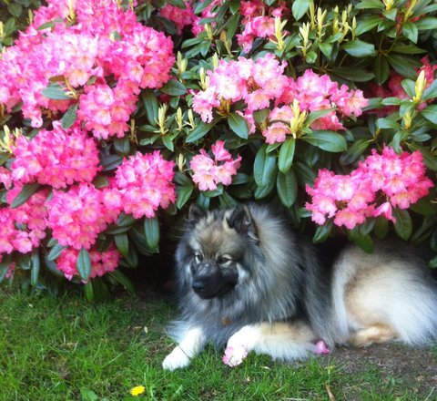 Mirka maj 2015 med hendes blomst
