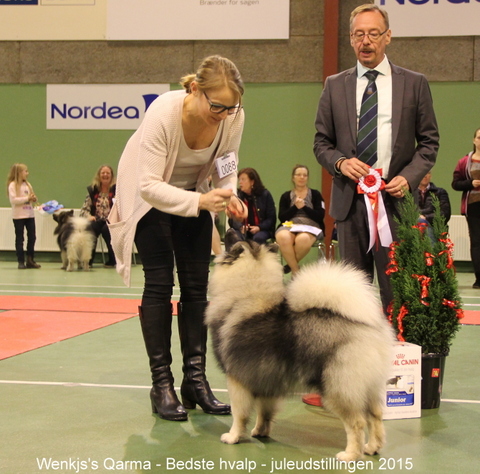 Qarma som bedste hvalp 5 december 2015